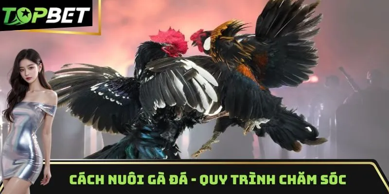 cách nuôi gà đá