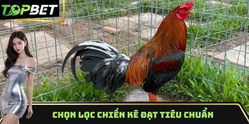 Chọn lọc chiến kê đạt tiêu chuẩn dễ chăm sóc