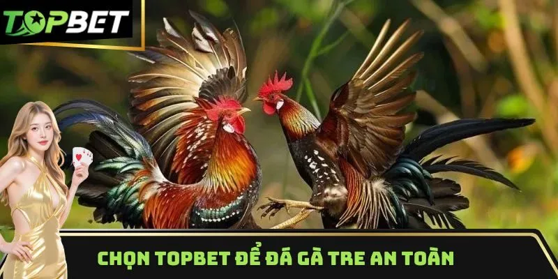 Chọn TOPBET để tham gia đá gà tre an toàn