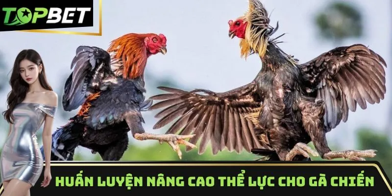 Huấn luyện nâng cao thể lực cho gà chiến