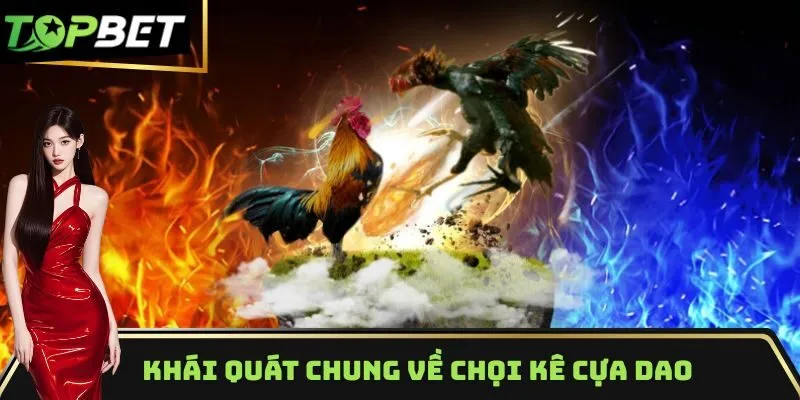 Khái quát chung về hình thức chọi kê cựa dao