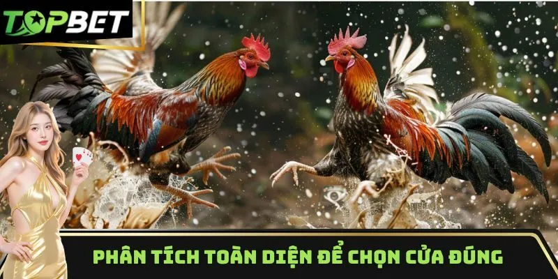 Phân tích toàn diện giúp nắm rõ sức mạnh gà tre